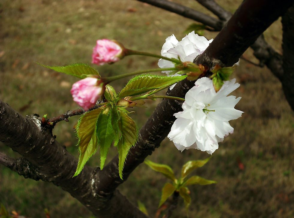 点击图片进入下一页